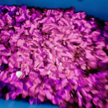 㽭ƽֽ пڽԱ ͸ӿƼӦ