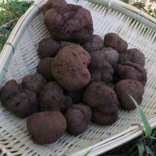 2022年彝山香新鲜松露供货进入尾期