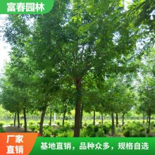 五角枫苗 庭院绿化工程苗 保量 耐寒耐旱 道路隔离带造景配植苗