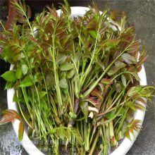 大棚香椿苗规格 反季节种植香椿种子技术 自产自销野菜种子