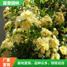 出售黄木香花 攀援花卉 棚架绿化 墙面造型 花架廊架爬藤植物