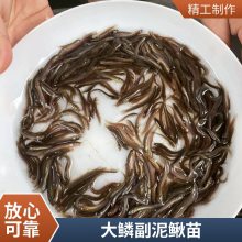 批发优质泥鳅苗 港发水产 生长快 适应环境 提供专业养殖技术