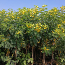 多年生护坡绿化苗木黄花槐灌木园林绿化树 景观树 庭院小区观赏树