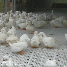 方孔鸡鸭粪板 养大鸭网床 干净养殖漏粪板