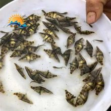 当阳市鳜鱼一斤价格 桂花鱼苗出售 湖北桂花鱼养殖