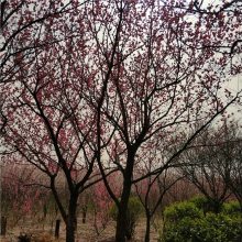 美化缘 庭院地栽梅花 绿化花卉苗木红梅 欢迎选购