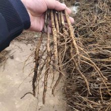 ����ĵ������۸�