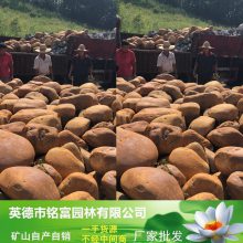 圆润的黄蜡石价 光格滑透的黄蜡石 一吨这样光滑的黄石是？4