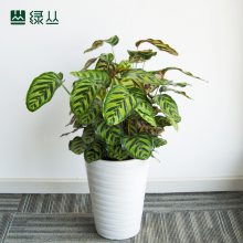 ھװֲins컨Ҷֲ