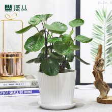 绿丛园林武汉植物圆叶福禄桐好养护客厅茶室书房小树植物***办公室桌面净化绿植盆栽上门金钱兜石纹水泥盆