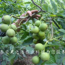 10cm核桃树批发、10cm核桃树报价