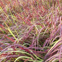 供应日本血草盆苗 耐寒耐热多年生宿根优良观赏草