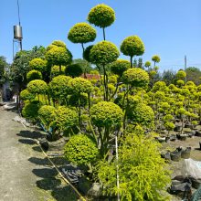亮晶女贞棒棒糖袋苗,多头亮晶女贞造型,点缀植物造型栽植四季常绿植物造型