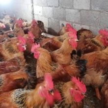 广东麻黄鸡苗批发 广州新广K901鸡苗价格 土鸡苗 黑鸡苗 乌鸡苗