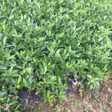 小叶雀舌栀子 湖南怀化高速公路绿化用的植物***格 性价比