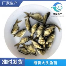 鱼苗 缩骨大头鱼苗 红罗非鱼 丁贵鱼苗量大优惠 成活***