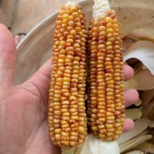 宝石文玩玉米毛料批发 宝血玉米 盘玩玉米原料批发 一手货源 价格实惠