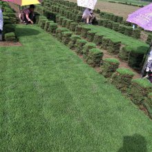 马尼拉草坪草皮 耐践踏园林绿化地被草坪草皮 固堤保土城市绿化草坪 工业区绿化草坪草皮 耐寒耐旱真草坪