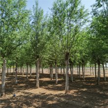 旱柳出售 苗木花卉 指导栽培 移栽苗