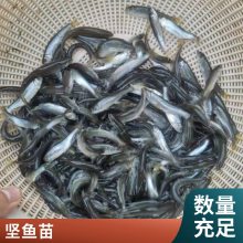 优质水源养殖 淡水鱼苗青竹皖鱼苗 军鱼苗投喂方式 光鱼苗 货源充足