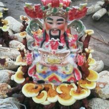 盆景灵芝制作 生鲜灵芝盆景盆栽种植 冠县灵芝基地 灵芝盆景批发 林芝种植技术