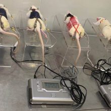 河南智科大鼠平板针灸固定器大鼠固定器针灸实验