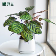武汉办公室绿植盆栽/植物上门养护/净化空气公司绿化/小孔雀竹芋水泥灰口袋盆/绿丛园林