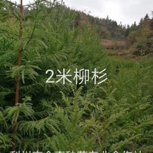 Ӧһɼ磬ɼľ磬ɼ磬20cm-50cmɼľ