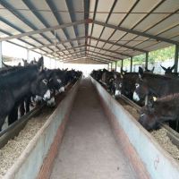 常年销售肉驴苗 德州驴市场价格 肉驴正规养殖场肉驴品种 包邮
