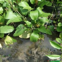 基地批发泽苔 水生地被植物 泽苔小苗园林水景绿化工程泽苔