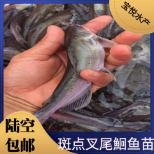 ˮβt β βtˮ 泡ֱ