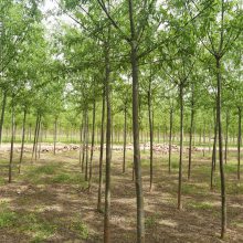 旱柳 苗木行情 优良树种 包装车