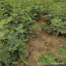 量产无花果树苗 金傲芬无花果树苗 基地*** 丰田园艺