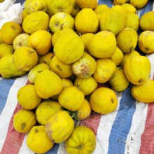 冰糖丑八 怪甜瓜种籽 九斤王甜瓜种春四季水果种子老品种脆甜八楞瓜