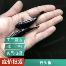 批发笋壳鱼苗 渔场 港发鱼水产厂 批发出售 基地直发成活***