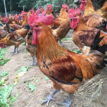 重庆那有小鸡苗出售 四川达州有小鸡苗出售 隆昌鸡苗 内江土鸡苗