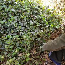 攀岩爬藤植物常青藤价格，常青藤1米长图片，常青藤四季长青基地