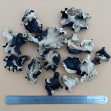 供应朋达牌无农残白背毛木耳出口品质