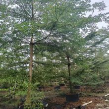 细叶榄仁、非洲榄仁、雨伞树