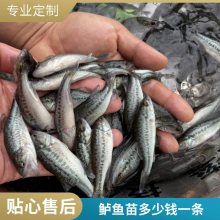   缼ָ
