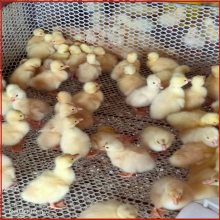 青脚鸡养殖网床图片 鸡的育苗网床的制作 河北东莞塑胶网