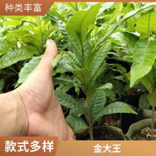 台湾黄晶果苗 名贵果树 黄金果苗 盆栽 冬蜜黄晶果树苗当年结果