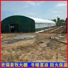 养牛大棚建设 宁津县世瑞畜牧设备 肉牛养殖大棚搭建