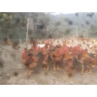 重庆养殖2500只青脚公鸡苗一年赚多少钱,优质鸡苗,可空运发货,价格从优