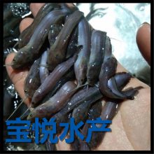 屾ѡ Ʒô