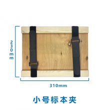 Ӧֲ걾 Ҷ ״ 23*15cm 