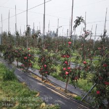 4公分苹果树 新疆用占地3到4公分苹果树***格