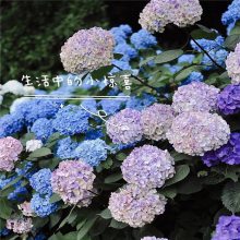 基地出售 八仙花绣球 颜值高花园花篱无尽夏绣球 绣球花苗 无尽夏绣球花海 根系好易成活 欢迎来电选