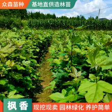 工程落叶枫香小苗 庭院种植观赏用红枫树种供应