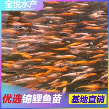 ֽ緱ֳ